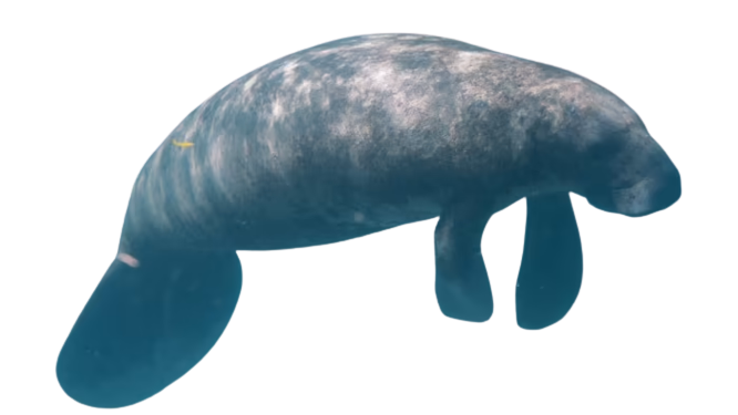 Image Removebg Preview