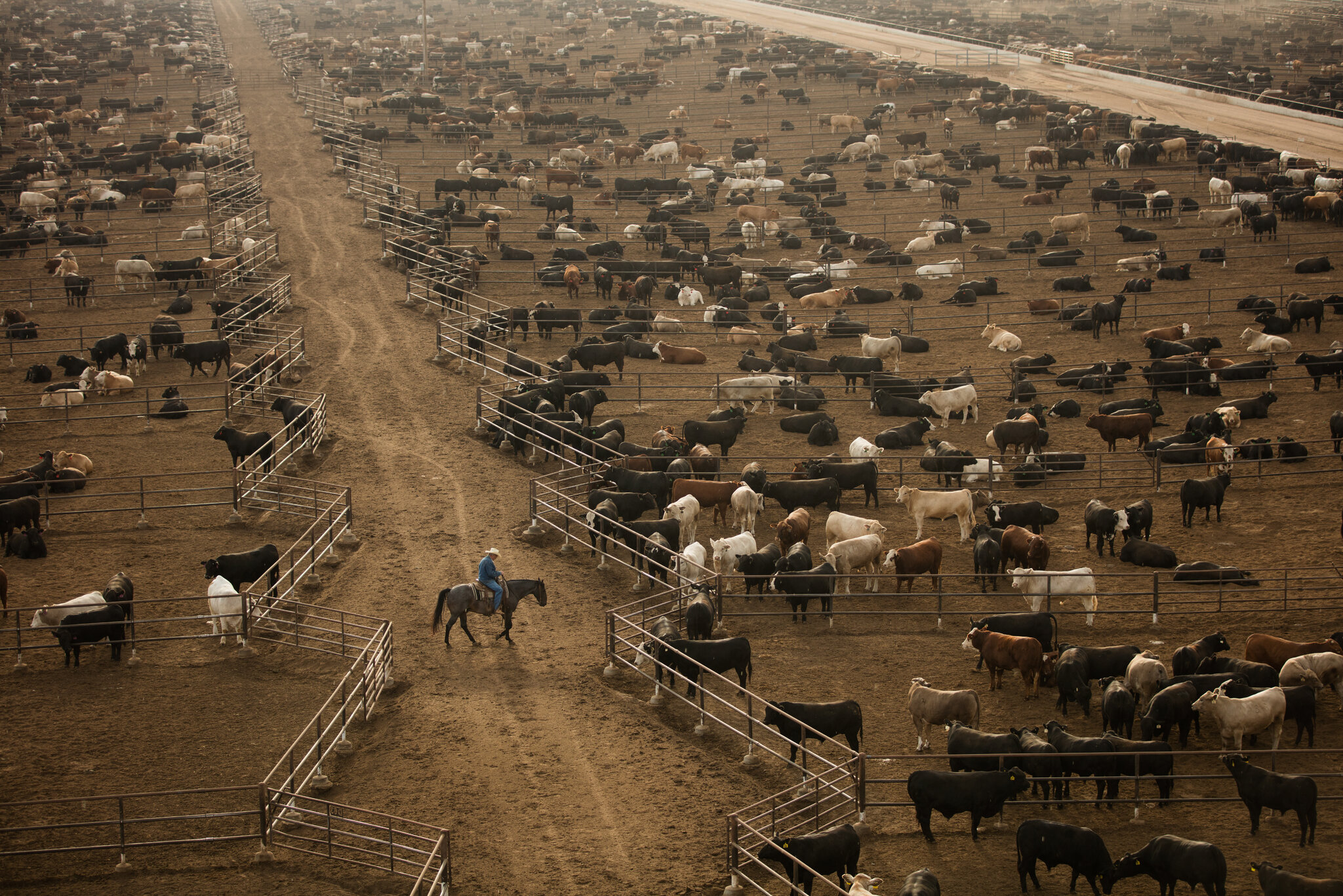21CLI CATTLE Promo SuperJumbo